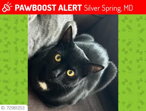 Lost Male Cat last seen Georgia Avenue & Blair Road , Silver Spring, MD 20912
