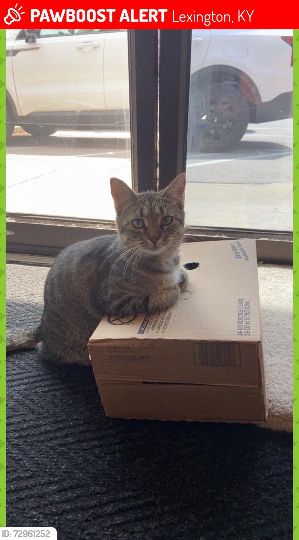 Lost Female Cat last seen Regency Rd., Lexington, KY 40503