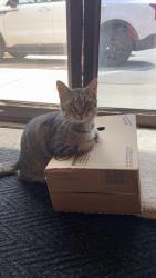 Lost Female Cat last seen Regency Rd., Lexington, KY 40503