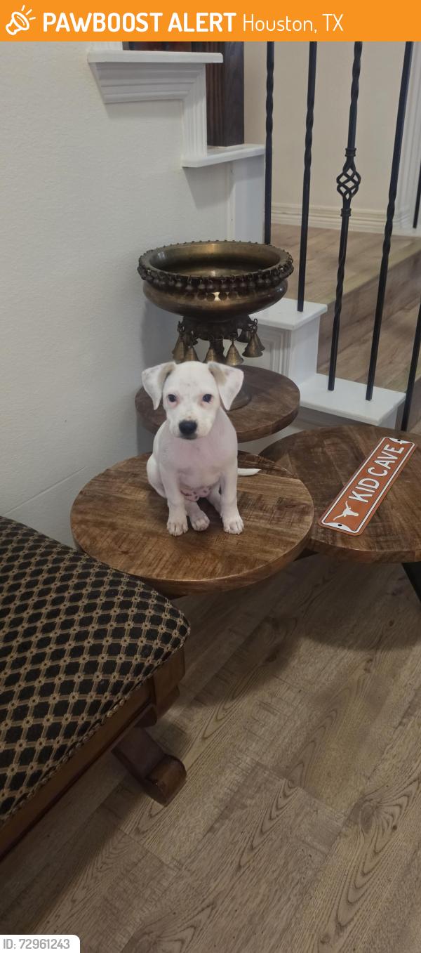 Found/Stray Female Dog last seen Wortham falls, Houston, TX 77065