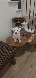 Found/Stray Female Dog last seen Wortham falls, Houston, TX 77065