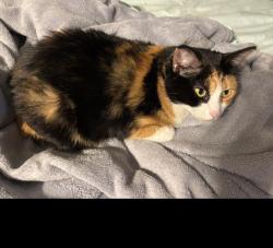 Lost Female Cat last seen Dogwood Hills Subdivision, Sevierville, TN 37876