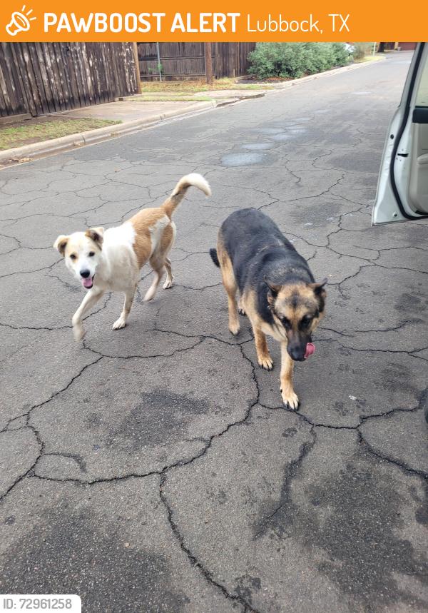 Found/Stray Unknown Dog last seen Knoxville , Lubbock, TX 79414