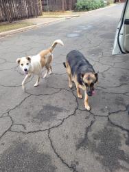 Found/Stray Unknown Dog last seen Knoxville , Lubbock, TX 79414