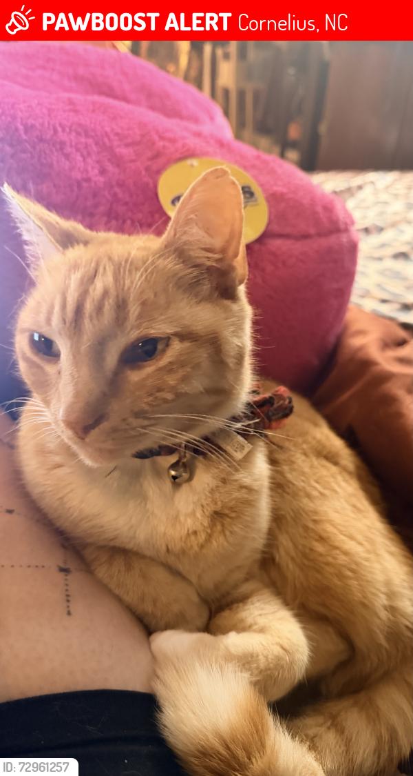 Lost Male Cat last seen heartland st, Cornelius, NC 28031