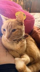 Lost Male Cat last seen heartland st, Cornelius, NC 28031