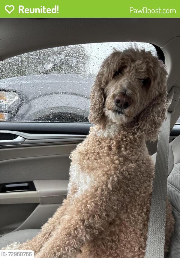 Reunited Female Dog last seen Elgin and Crawford, Houston, TX 77004