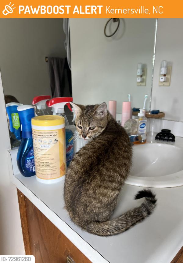 Found/Stray Female Cat last seen Salisbury St, Kernersville, NC 27284