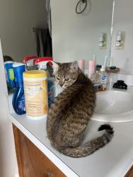 Found/Stray Female Cat last seen Salisbury St, Kernersville, NC 27284
