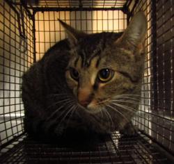 Shelter Stray Female Cat last seen HOLLY SPRINGS, NC, 27540, Raleigh, NC 27610