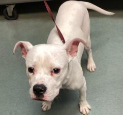 Shelter Stray Male Dog last seen intersection of Tarbert Dr and Suterland Rd, CARY, NC, 27511, Raleigh, NC 27610