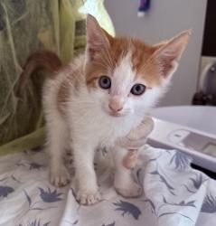 Shelter Stray Male Cat last seen Near E 124th Street, NEW YORK, NY, 10035, New York, NY 10029