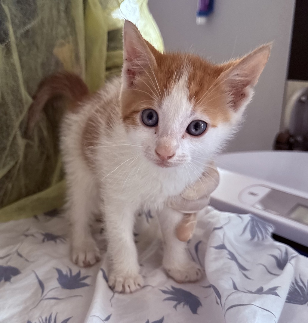 Shelter Stray Male Cat last seen Near E 124th Street, NEW YORK, NY, 10035, New York, NY 10029