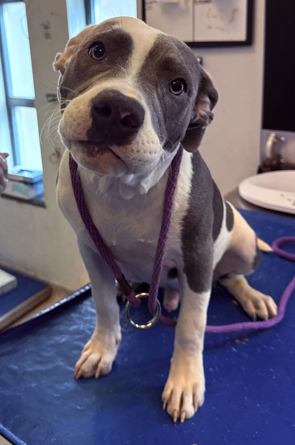 Shelter Stray Male Dog last seen Anthony Baez Place, BRONX, NY, 10453, New York, NY 10029