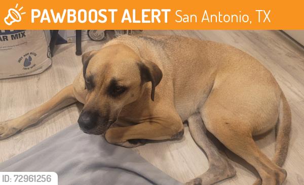 Found/Stray Male Dog last seen Lookout Rd and Judson Rd, San Antonio, TX 78233