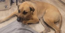 Found/Stray Male Dog last seen Lookout Rd and Judson Rd, San Antonio, TX 78233