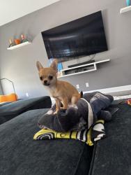 Reunited Male Dog last seen Hopkins and Buckley , Salina, NY 13212