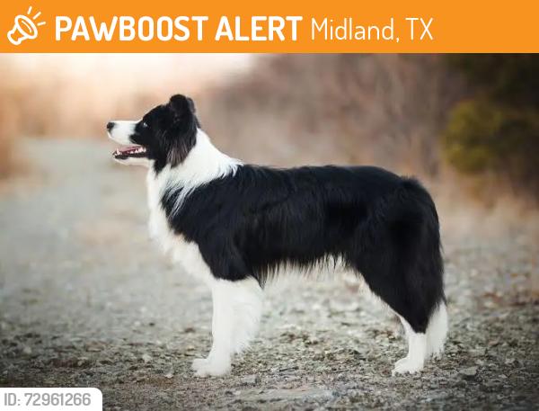 Found/Stray Unknown Dog last seen Manor and Cuthbert, Midland, TX 79701