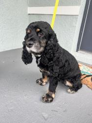 Reunited Female Dog last seen Hardy Bay Loop, Wesley Chapel, FL 33545