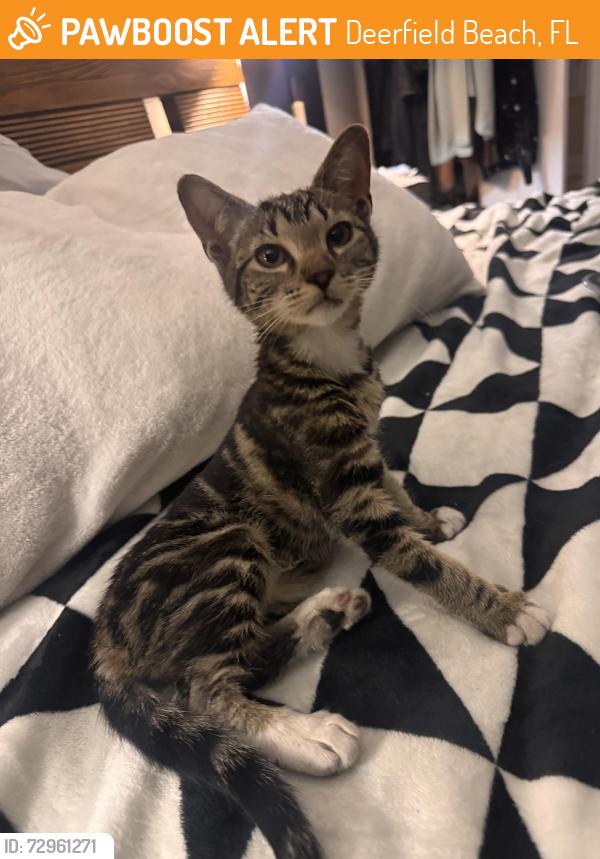 Found/Stray Female Cat last seen Federal highway, Deerfield Beach, FL 33441