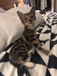Found/Stray Female Cat last seen Federal highway, Deerfield Beach, FL 33441