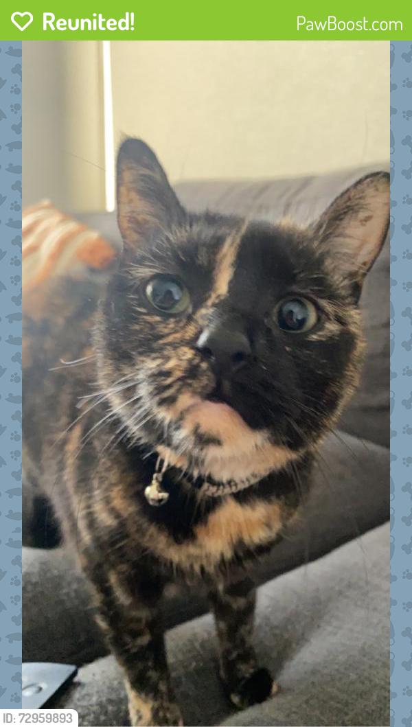 Reunited Female Cat last seen Stringybark, Wilton, NSW 2571