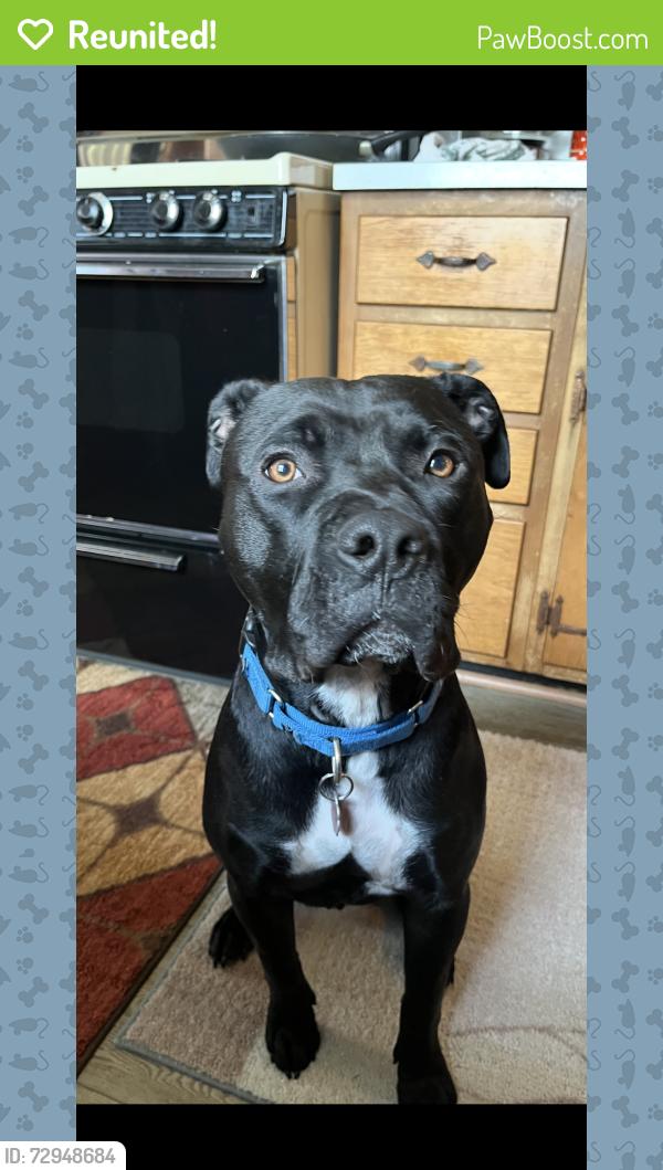 Reunited Male Dog last seen Carlisle and Kennet , Pontiac, MI 48340