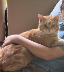 Lost Male Cat last seen Adelaide and 21st SW , Federal Way, WA 98023