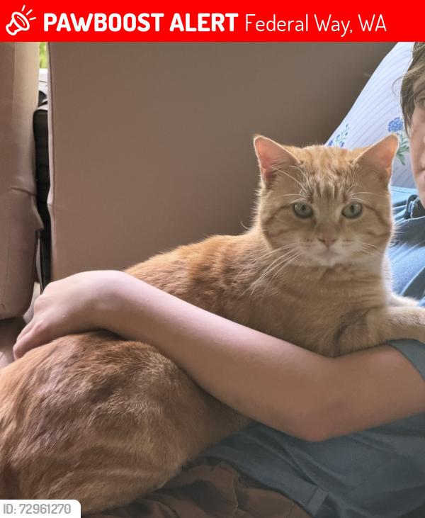 Lost Male Cat last seen Adelaide and 21st SW , Federal Way, WA 98023