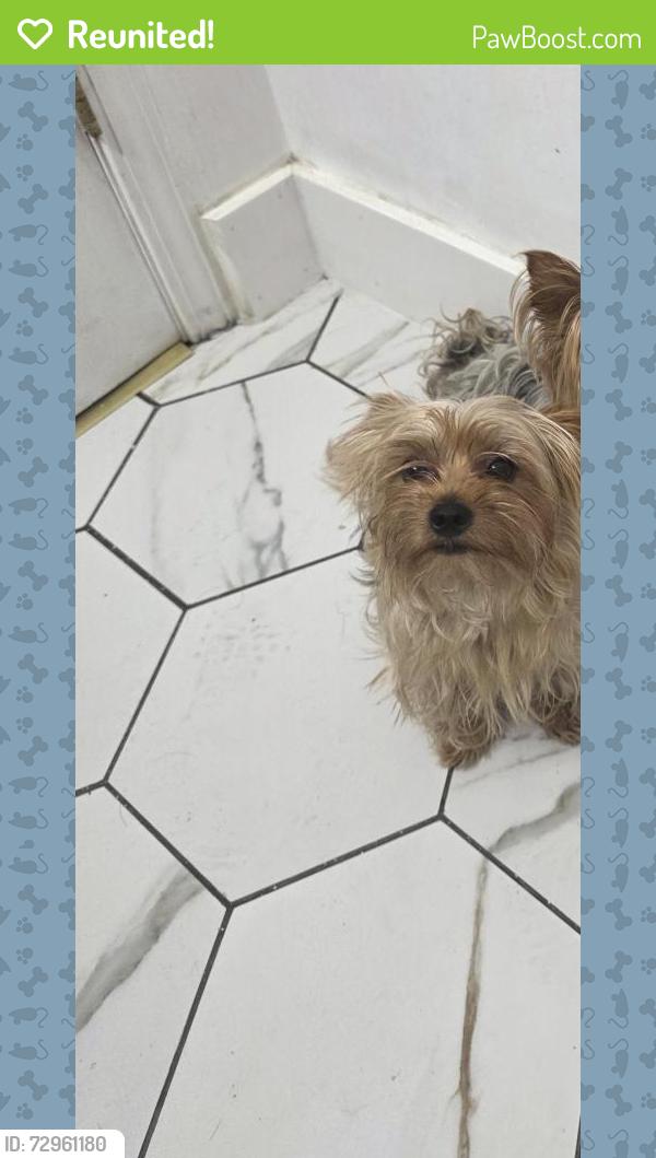 Reunited Female Dog last seen 16th and shadeland , Indianapolis, IN 46219
