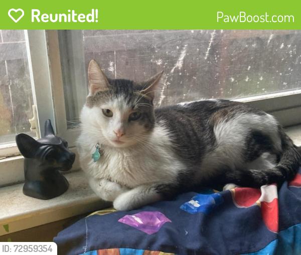 Reunited Male Cat last seen Zenith , Citrus Heights, CA 95621