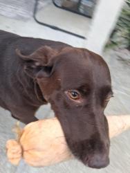 Reunited Female Dog last seen East St, Oceanside, CA 92054
