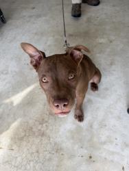 Found/Stray Female Dog last seen SW 2nd St & 9th, Boynton Beach, FL 33435