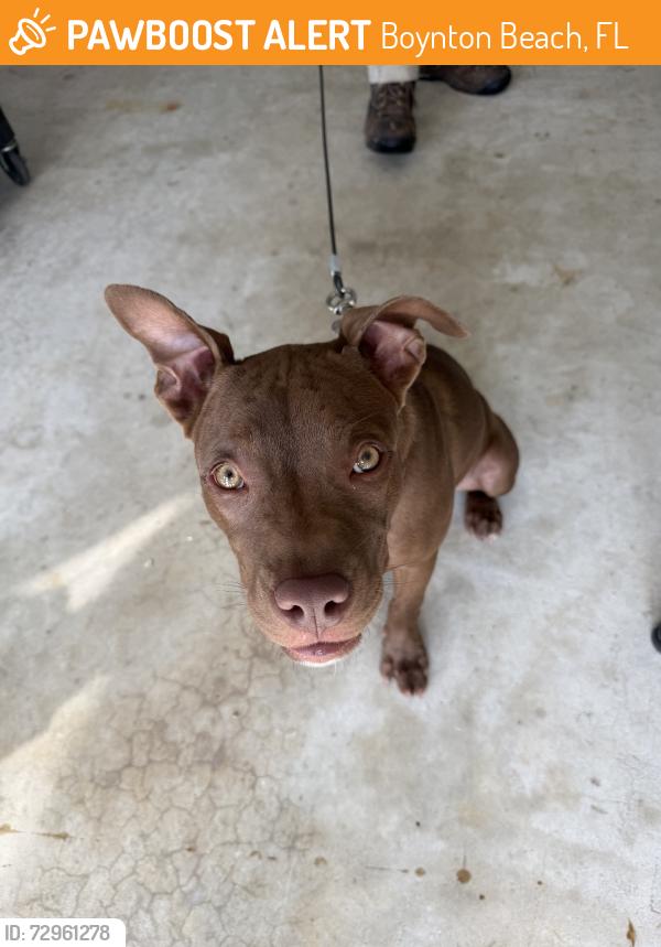 Found/Stray Female Dog last seen SW 2nd St & 9th, Boynton Beach, FL 33435