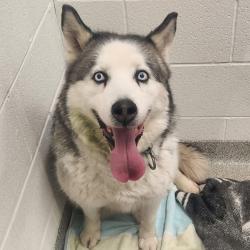 Shelter Stray Male Dog last seen , Matteson, IL 60443
