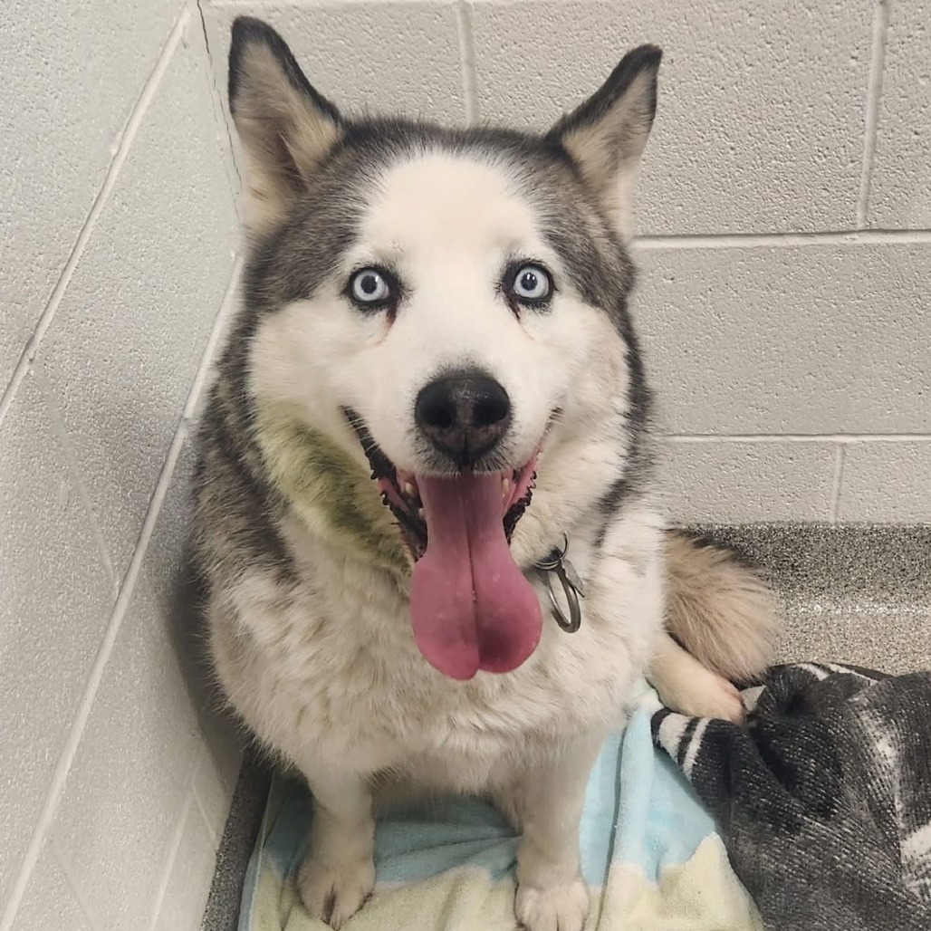 Shelter Stray Male Dog last seen , Matteson, IL 60443