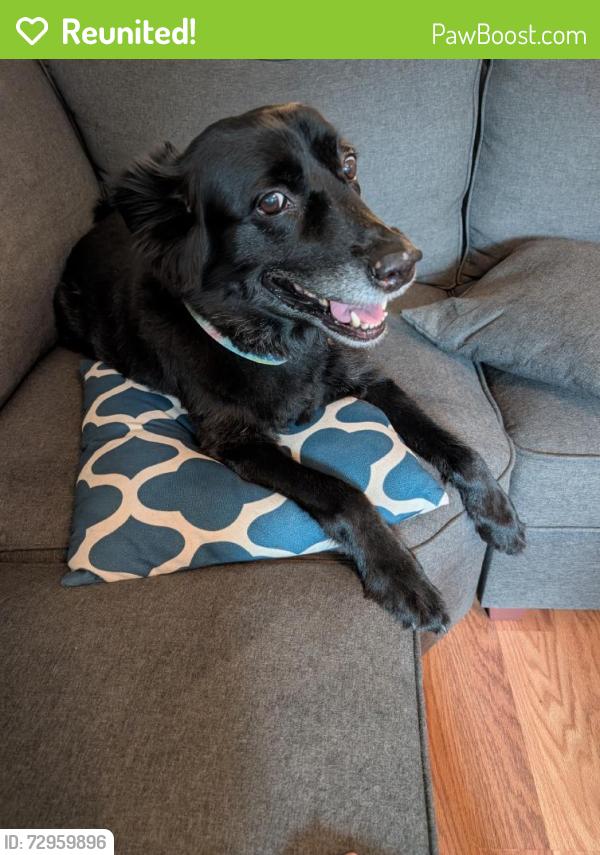 Reunited Female Dog last seen Madrid St, Hurst, TX 76053, USA, Hurst, TX 76053