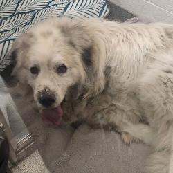 Shelter Stray Male Dog last seen , Matteson, IL 60443
