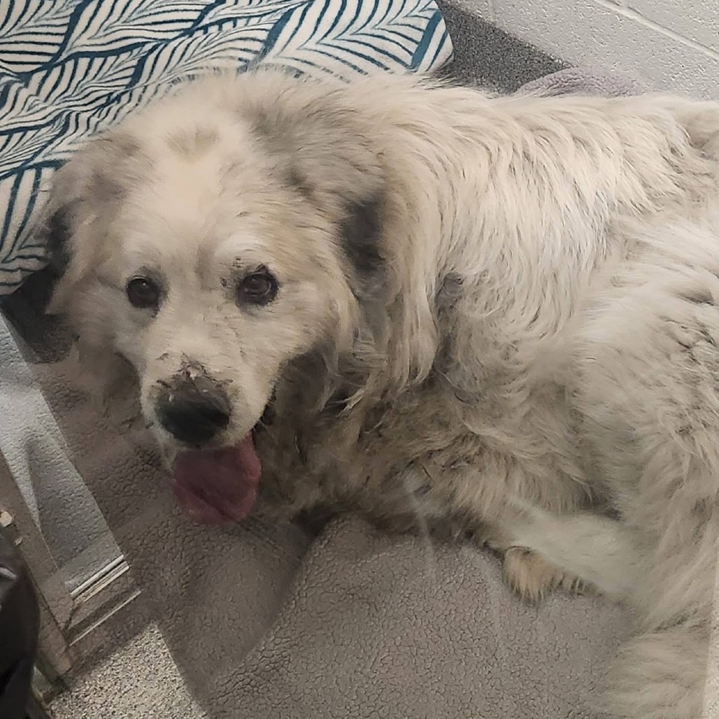 Shelter Stray Male Dog last seen , Matteson, IL 60443