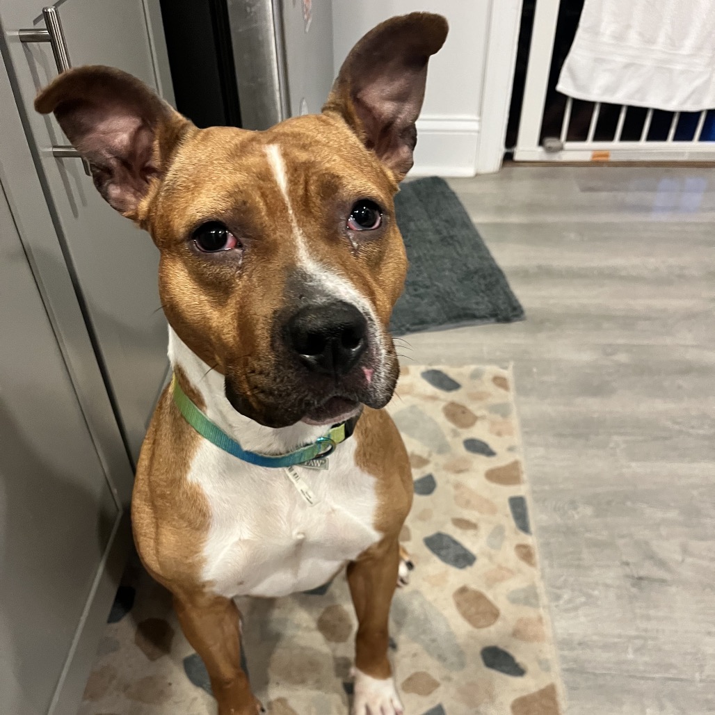 Shelter Stray Female Dog last seen , Philadelphia, PA 19140
