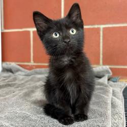 Shelter Stray Female Cat last seen , Cabot, AR 72007