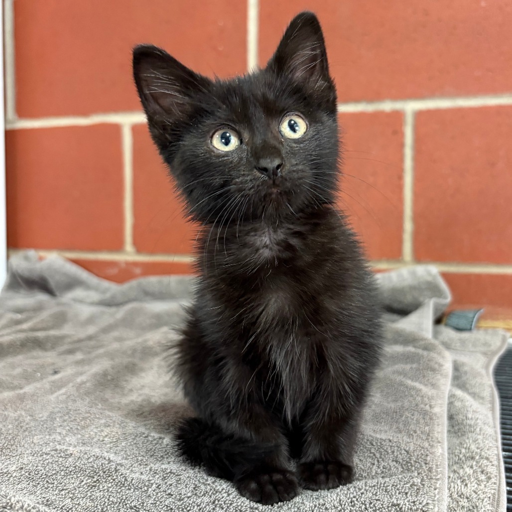 Shelter Stray Female Cat last seen , Cabot, AR 72007