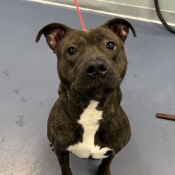 Shelter Stray Female Dog last seen , Greensboro, NC 27409