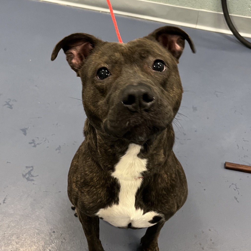 Shelter Stray Female Dog last seen , Greensboro, NC 27409