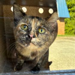 Shelter Stray Female Cat last seen , Greensboro, NC 27409
