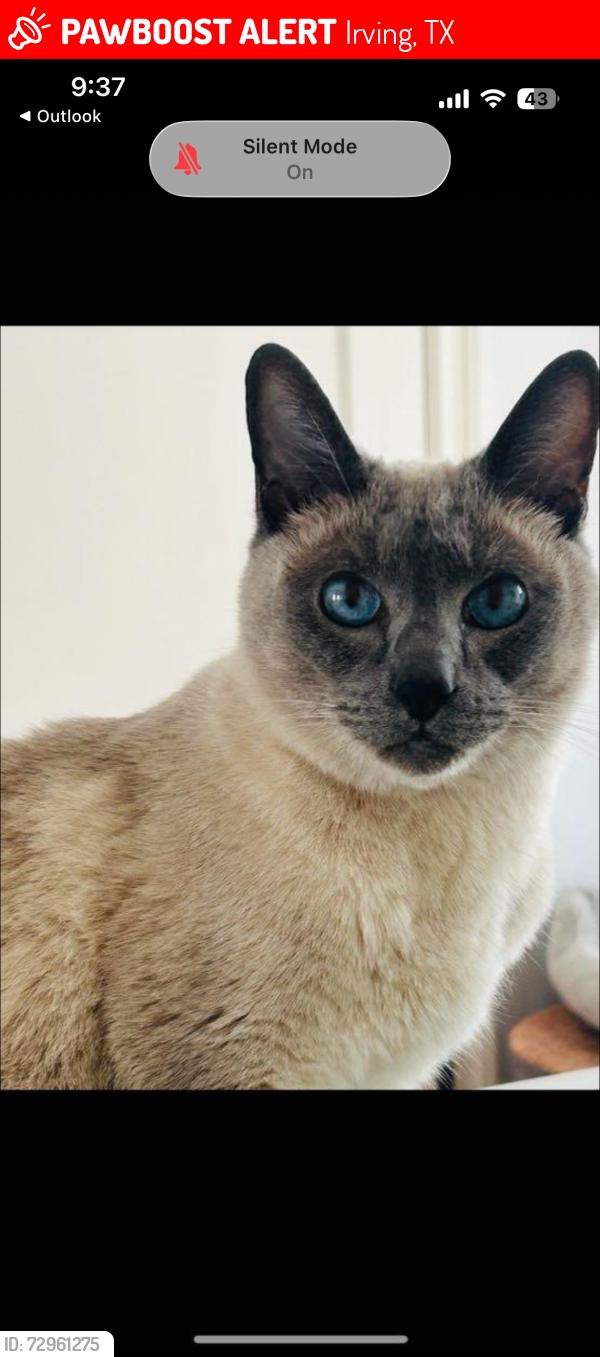 Lost Male Cat last seen Lakes of las Colinas neighborhood , Irving, TX 75039