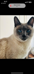 Lost Male Cat last seen Lakes of las Colinas neighborhood , Irving, TX 75039