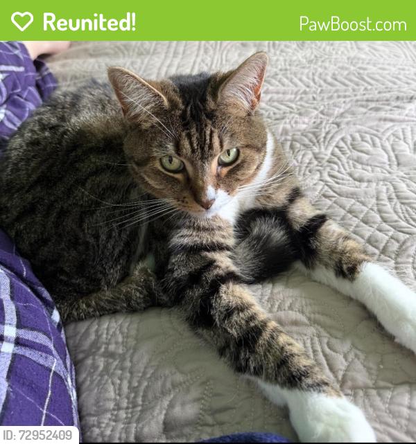 Reunited Female Cat last seen Chadwick Circle, Lancaster, PA 17603