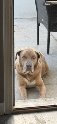 Lost Male Dog last seen Mara Vista and Ravenswood , Auburn, AL 36832