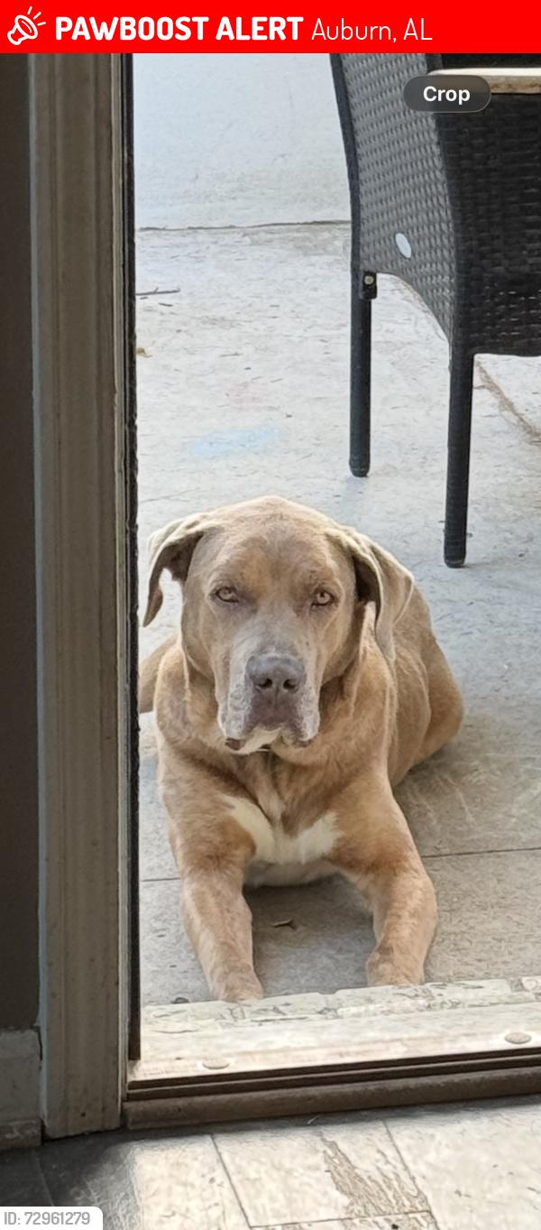 Lost Male Dog last seen Mara Vista and Ravenswood , Auburn, AL 36832